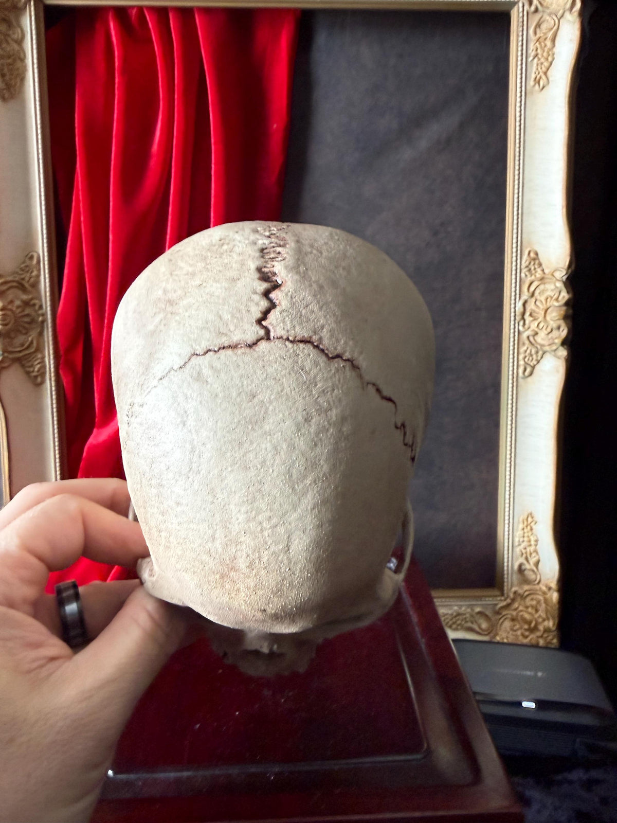 Juvenile Human Skull Replica | Anatomical Skull Reproduction | Gothic Oddity Decor | Curiosity Cabinet Display | Handmade