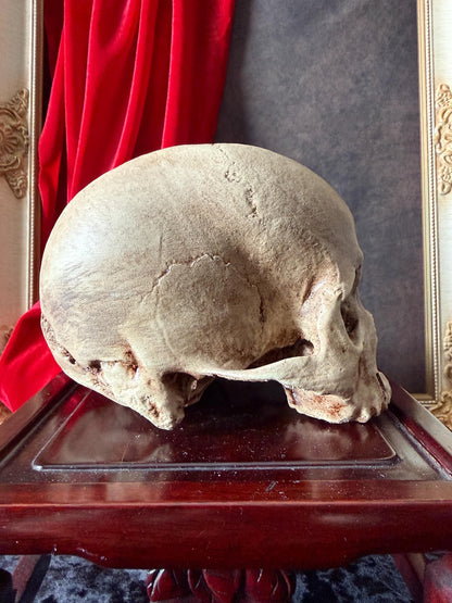 Juvenile Human Skull Replica | Anatomical Skull Reproduction | Gothic Oddity Decor | Curiosity Cabinet Display | Handmade
