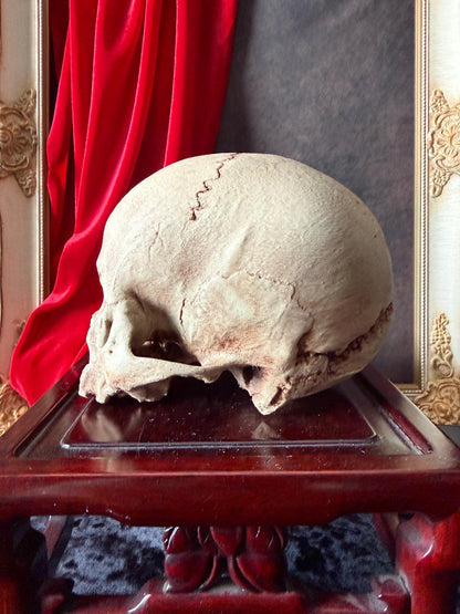 Juvenile Human Skull Replica | Anatomical Skull Reproduction | Gothic Oddity Decor | Curiosity Cabinet Display | Handmade