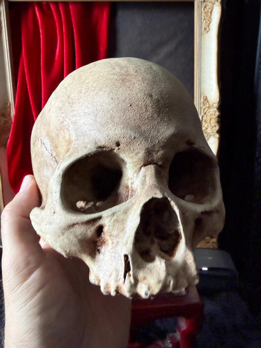 Juvenile Human Skull Replica | Anatomical Skull Reproduction | Gothic Oddity Decor | Curiosity Cabinet Display | Handmade