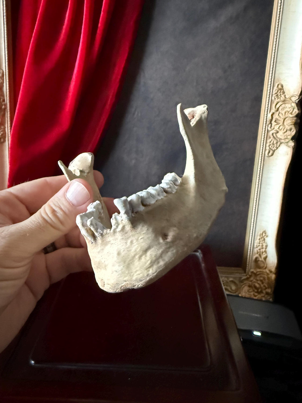 Human Skull Replica | Real Skull 3D Scan | Anatomical Specimen Display | Gothic Decor | Dark Academia Curiosity