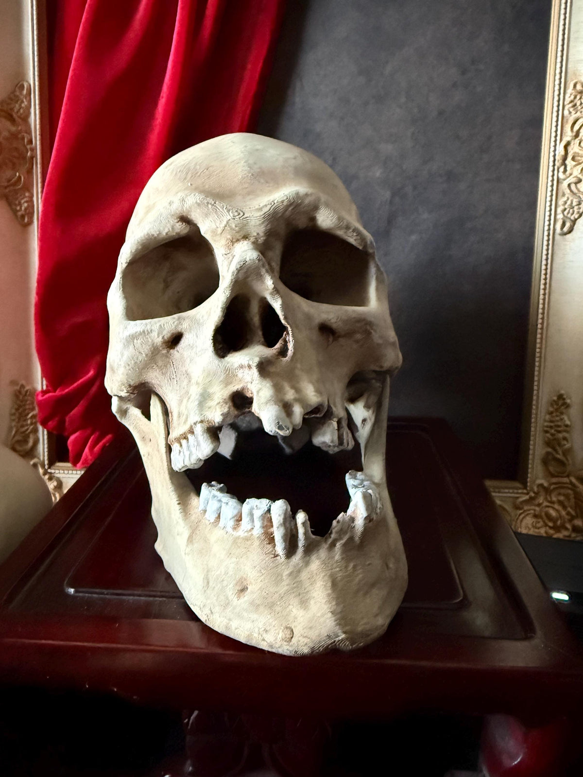 Human Skull Replica | Real Skull 3D Scan | Anatomical Specimen Display | Gothic Decor | Dark Academia Curiosity
