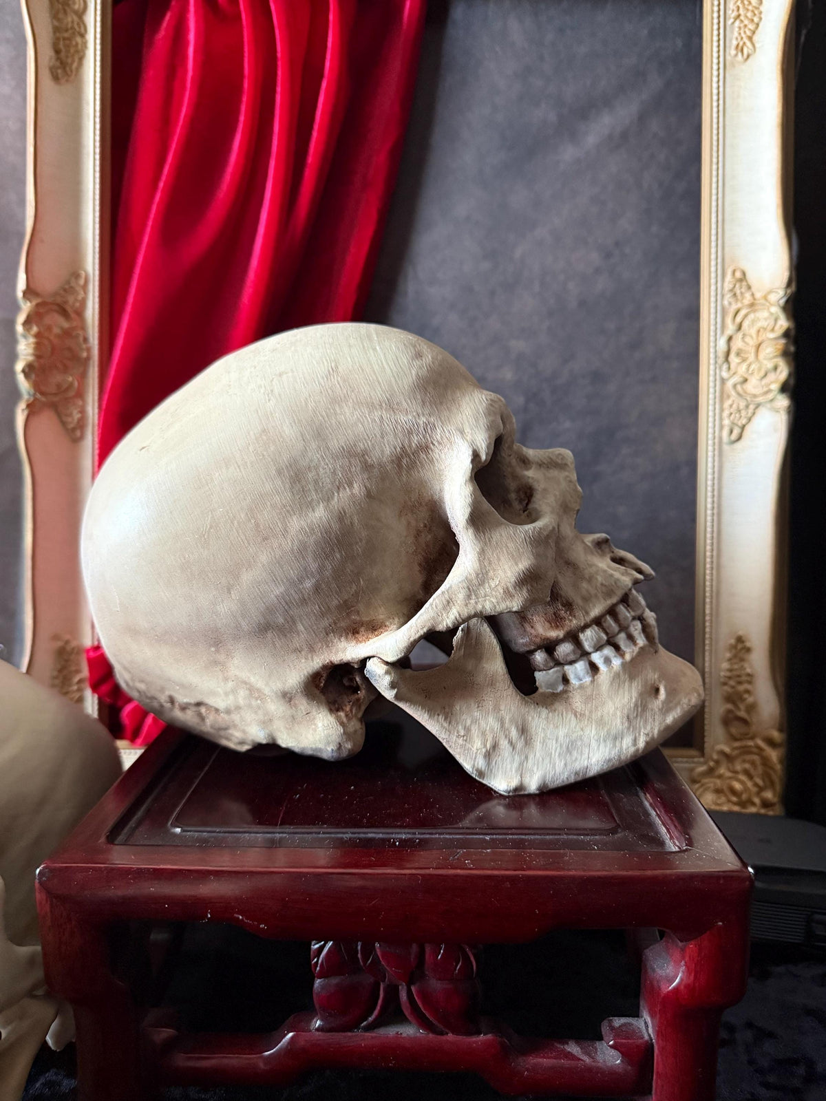 Human Skull Replica | Real Skull 3D Scan | Anatomical Specimen Display | Gothic Decor | Dark Academia Curiosity