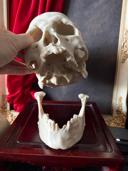 Human Skull Replica | Real Skull 3D Scan | Anatomical Specimen Display | Gothic Decor | Dark Academia Curiosity
