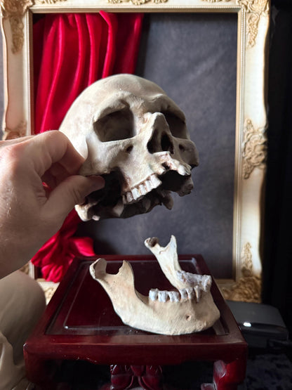 Human Skull Replica | Real Skull 3D Scan | Anatomical Specimen Display | Gothic Decor | Dark Academia Curiosity