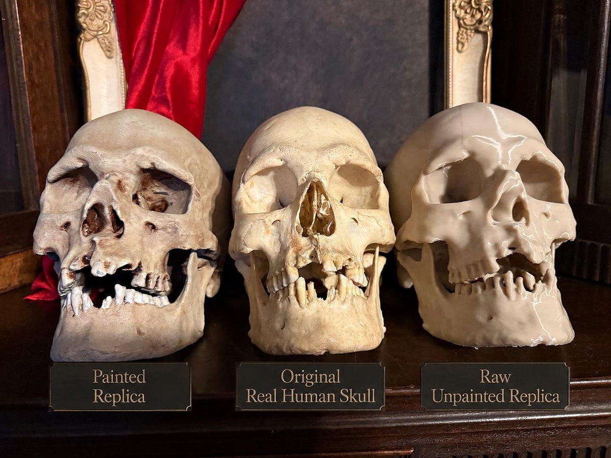 Human Skull Replica | Real Skull 3D Scan | Anatomical Specimen Display | Gothic Decor | Dark Academia Curiosity