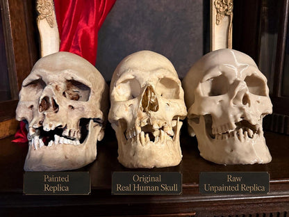 Human Skull Replica | Real Skull 3D Scan | Anatomical Specimen Display | Gothic Decor | Dark Academia Curiosity