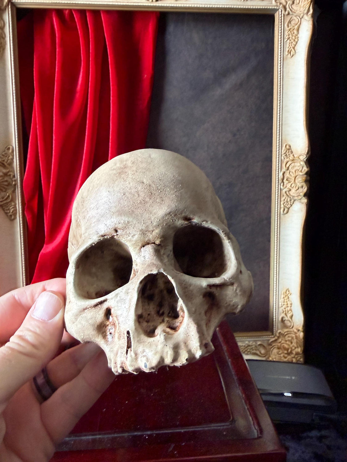 Juvenile Human Skull Replica | Anatomical Skull Reproduction | Gothic Oddity Decor | Curiosity Cabinet Display | Handmade