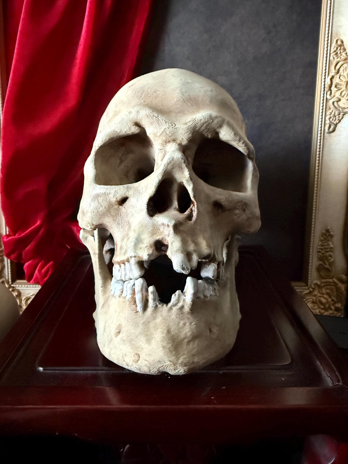 Human Skull Replica | Real Skull 3D Scan | Anatomical Specimen Display | Gothic Decor | Dark Academia Curiosity Aged bone