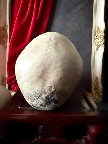 Human Skull Replica | Real Skull 3D Scan | Anatomical Specimen Display | Gothic Decor | Dark Academia Curiosity