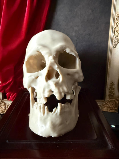 Human Skull Replica | Real Skull 3D Scan | Anatomical Specimen Display | Gothic Decor | Dark Academia Curiosity Raw Unpainted
