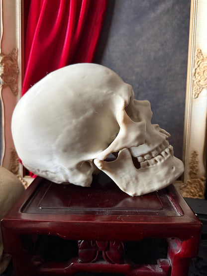 Human Skull Replica | Real Skull 3D Scan | Anatomical Specimen Display | Gothic Decor | Dark Academia Curiosity