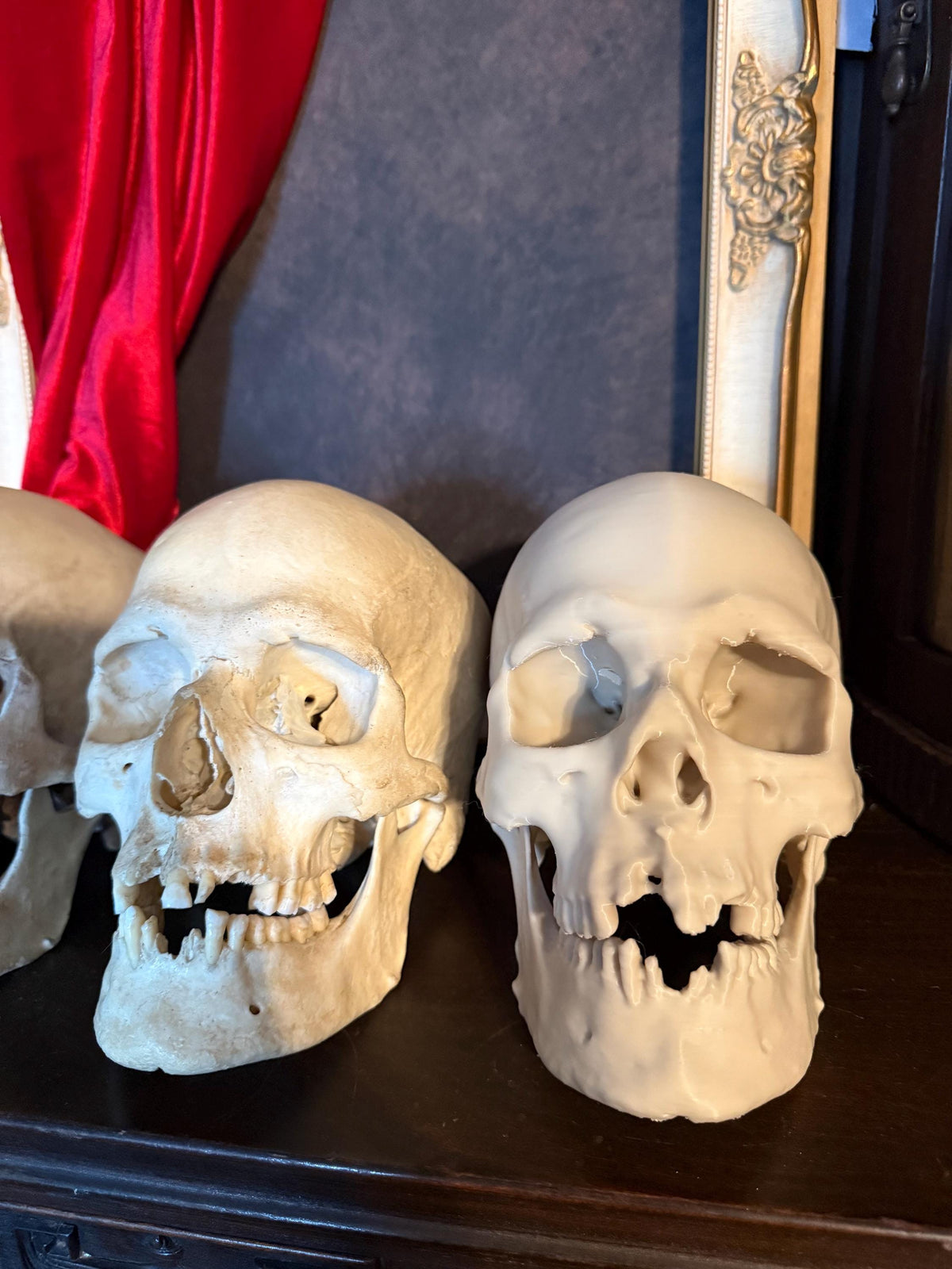 Human Skull Replica | Real Skull 3D Scan | Anatomical Specimen Display | Gothic Decor | Dark Academia Curiosity