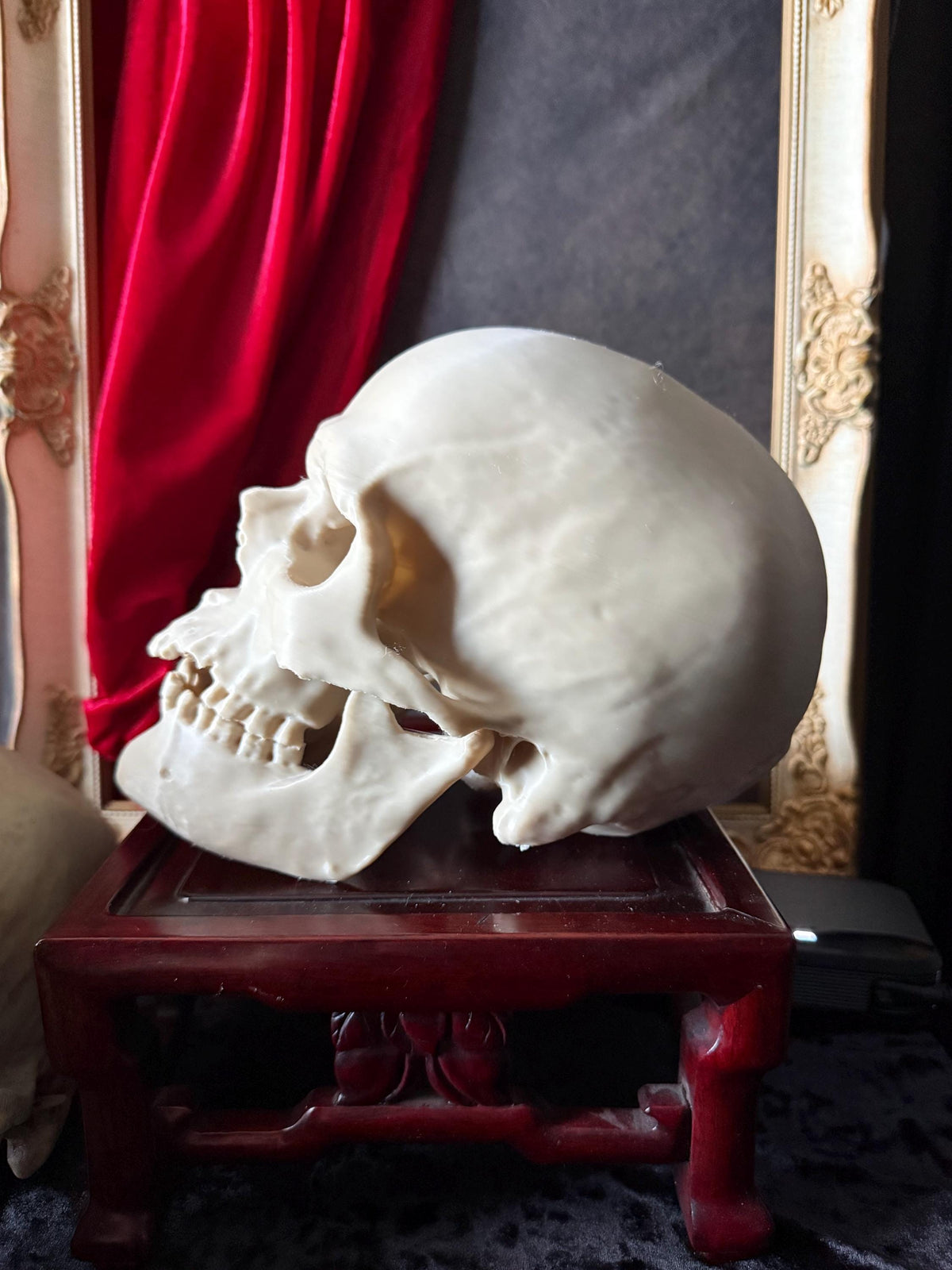 Human Skull Replica | Real Skull 3D Scan | Anatomical Specimen Display | Gothic Decor | Dark Academia Curiosity