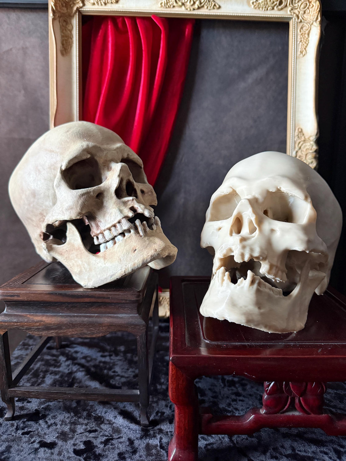 Human Skull Replica | Real Skull 3D Scan | Anatomical Specimen Display | Gothic Decor | Dark Academia Curiosity