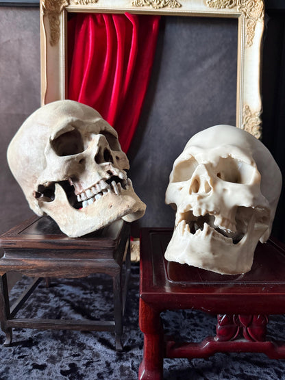 Human Skull Replica | Real Skull 3D Scan | Anatomical Specimen Display | Gothic Decor | Dark Academia Curiosity