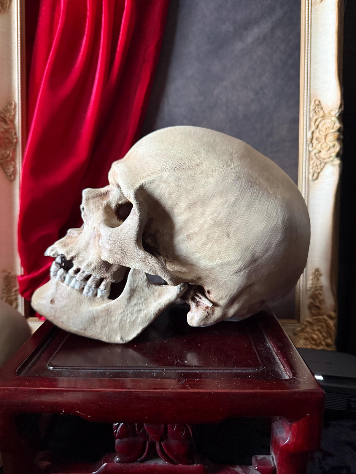 Human Skull Replica | Real Skull 3D Scan | Anatomical Specimen Display | Gothic Decor | Dark Academia Curiosity