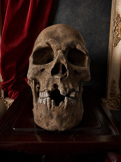 Human Skull Replica | Real Skull 3D Scan | Anatomical Specimen Display | Gothic Decor | Dark Academia Curiosity Catacombes
