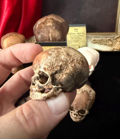 Fetal Skull mini for a curiosities cabinet Mini