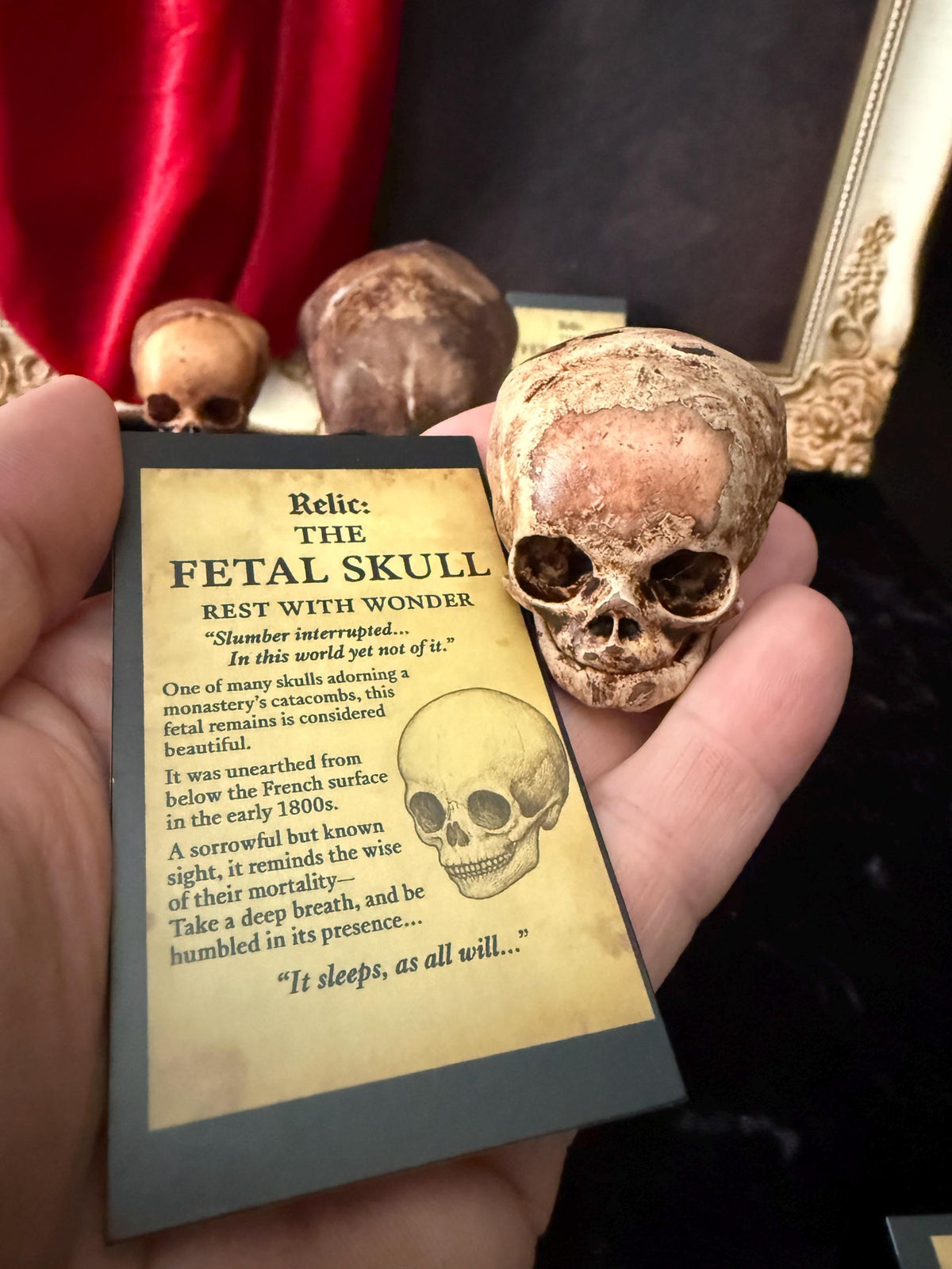 Fetal Skull mini for a curiosities cabinet