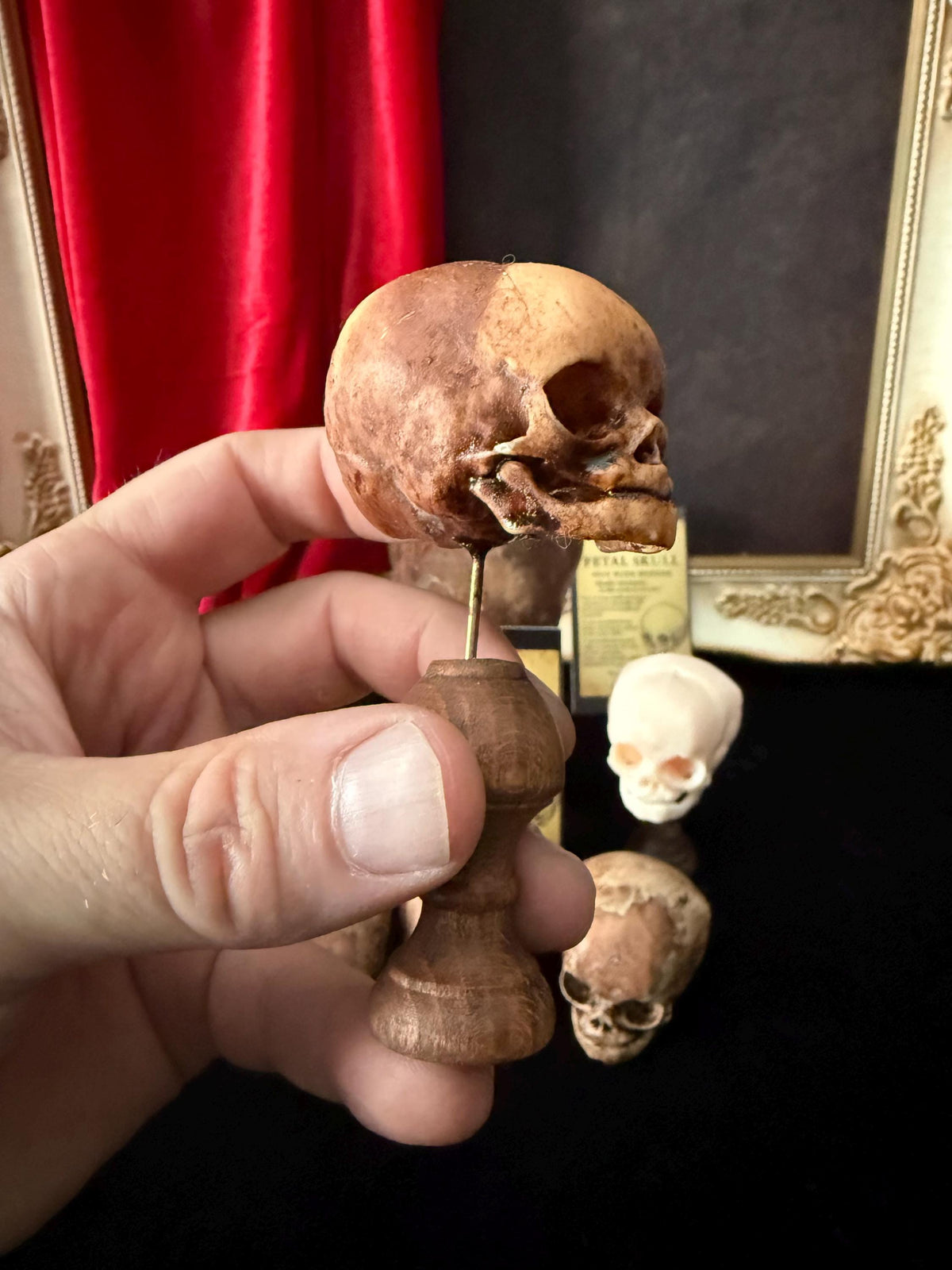Fetal Skull mini for a curiosities cabinet