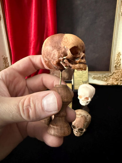 Fetal Skull mini for a curiosities cabinet
