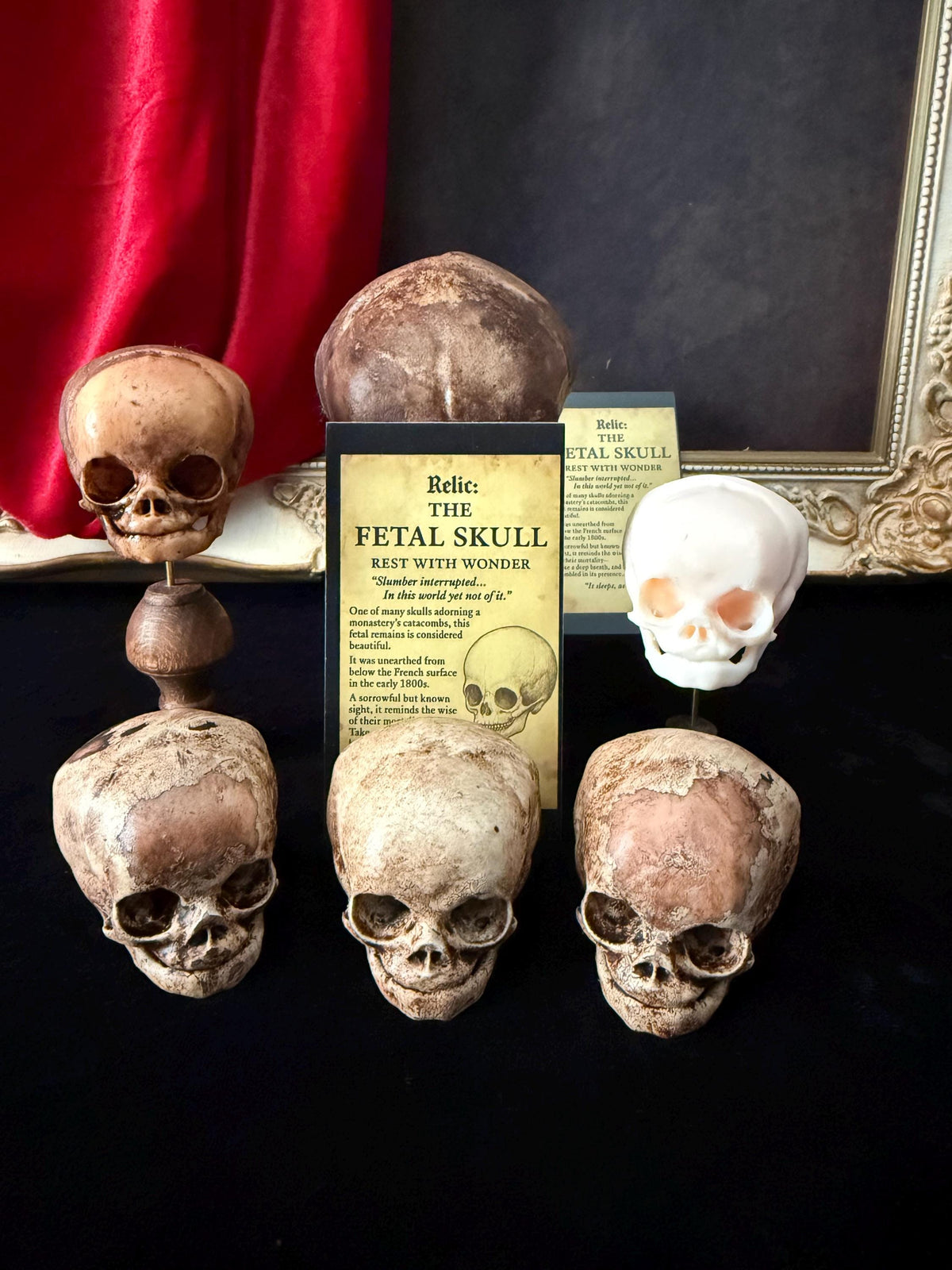 Fetal Skull mini for a curiosities cabinet
