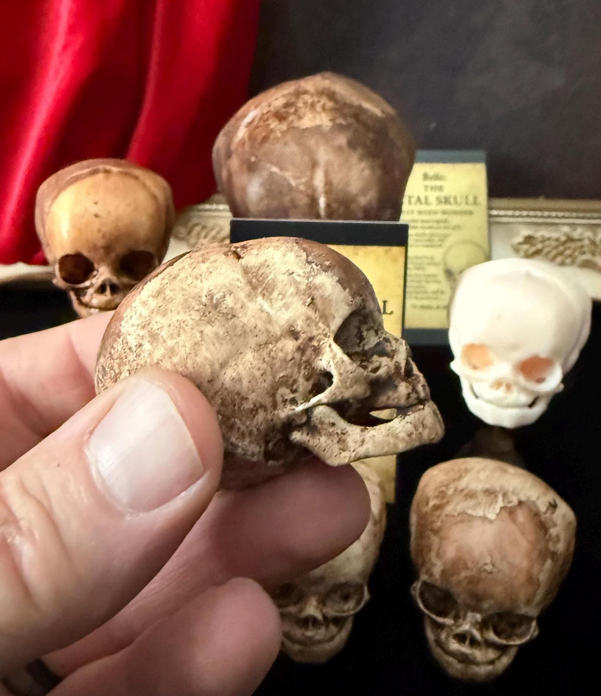 Fetal Skull mini for a curiosities cabinet