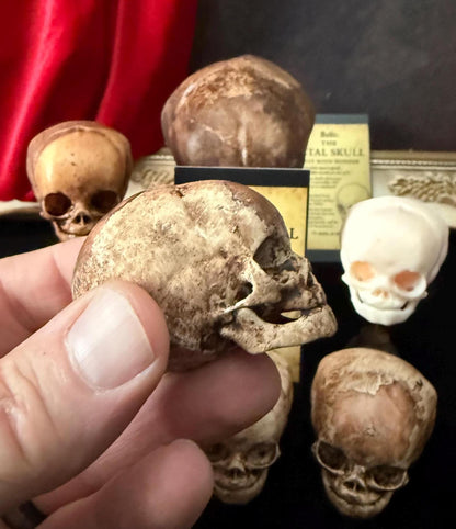 Fetal Skull mini for a curiosities cabinet