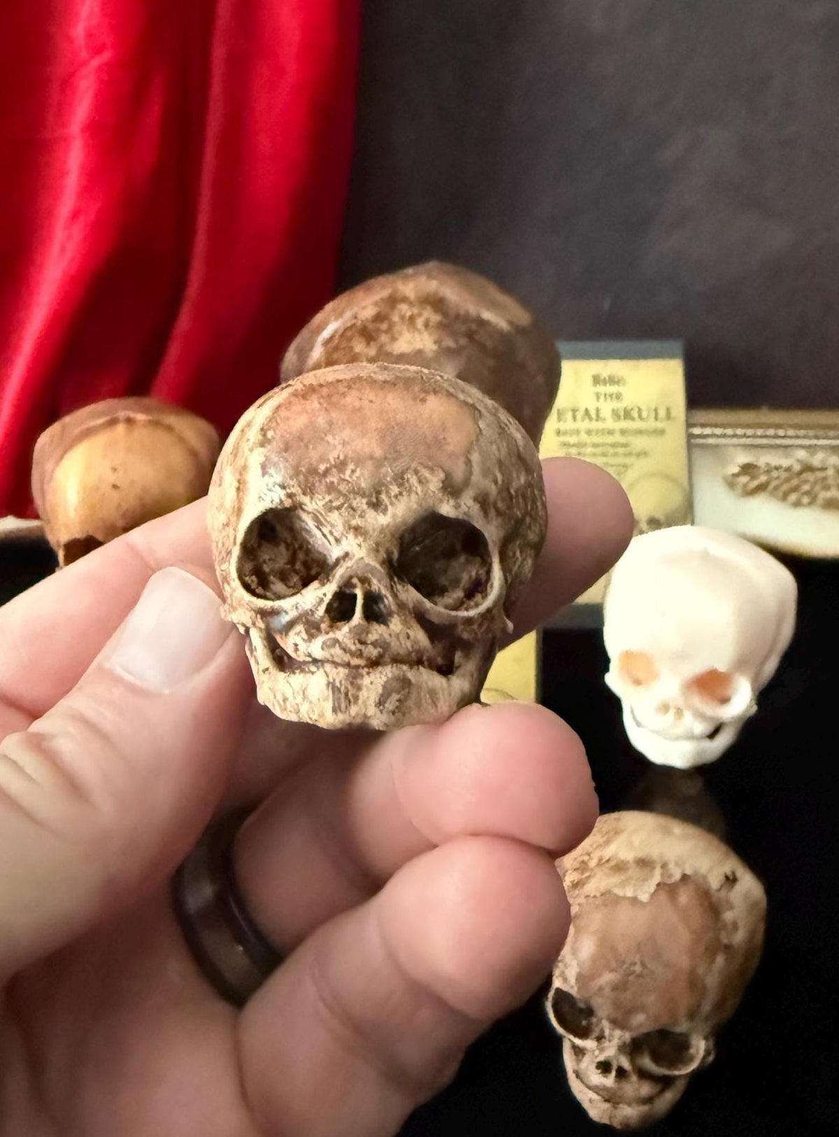 Fetal Skull mini for a curiosities cabinet
