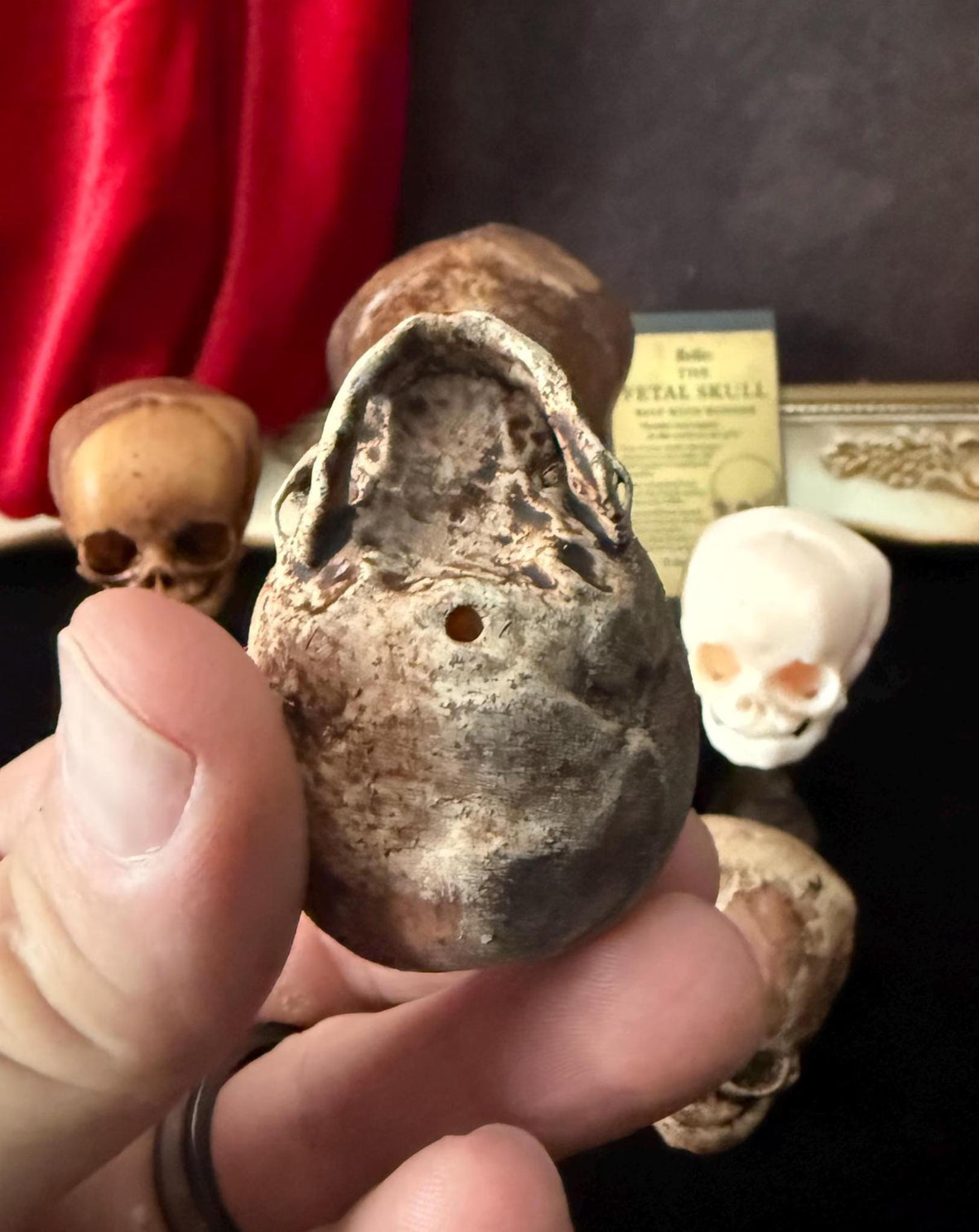 Fetal Skull mini for a curiosities cabinet