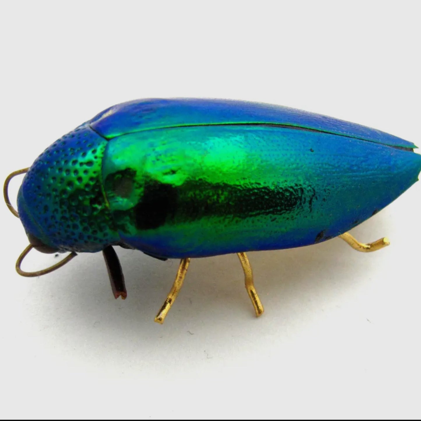 Real Emerald Jewel Beetle Pin