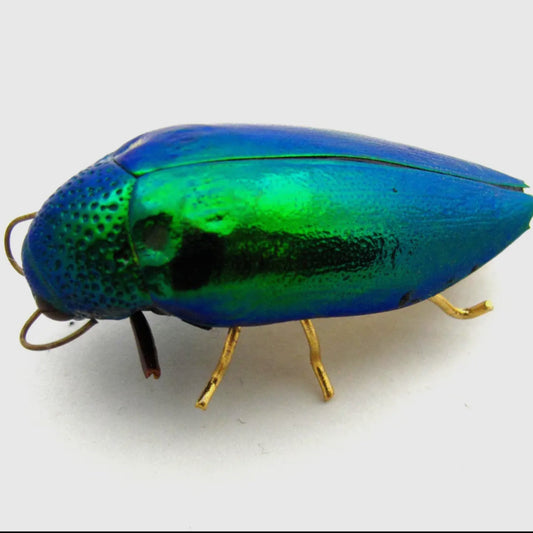 Real Emerald Jewel Beetle Pin