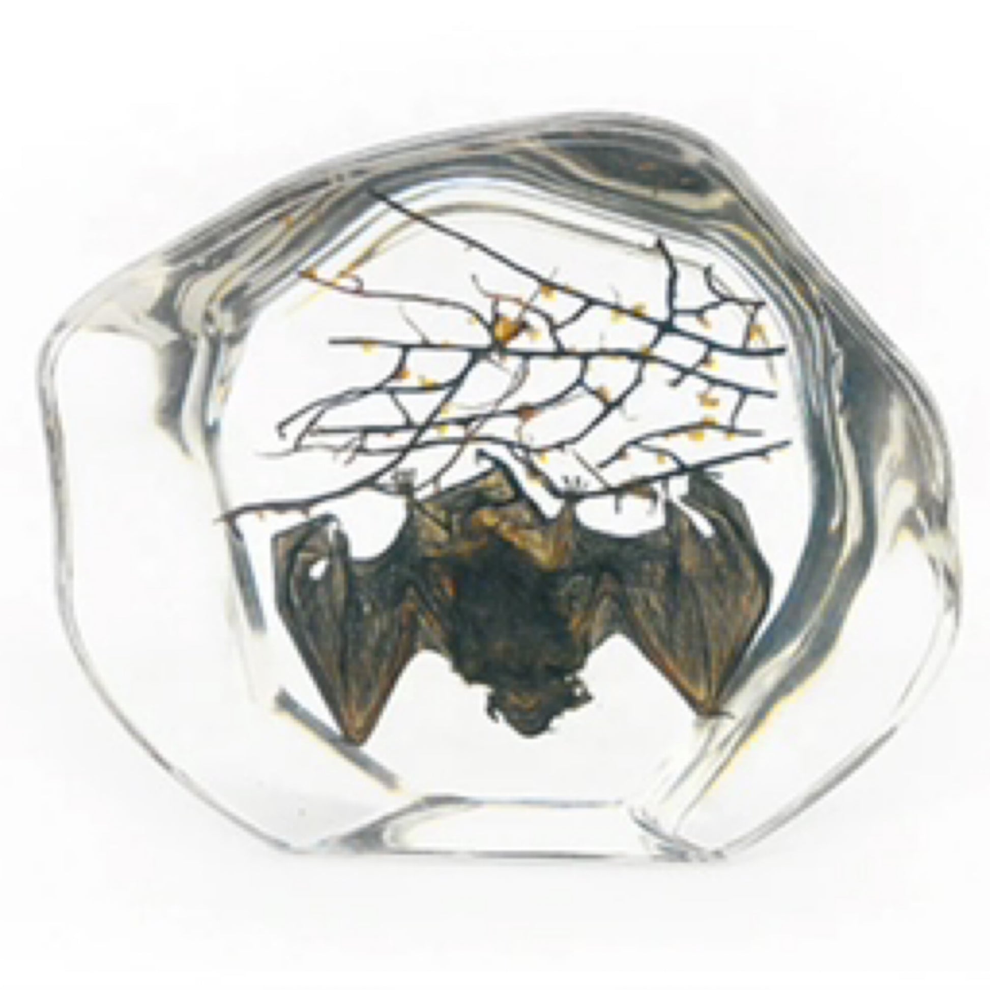 Preserved Bat in Resin – Natural History Specimen