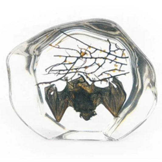 Preserved Bat in Resin – Natural History Specimen