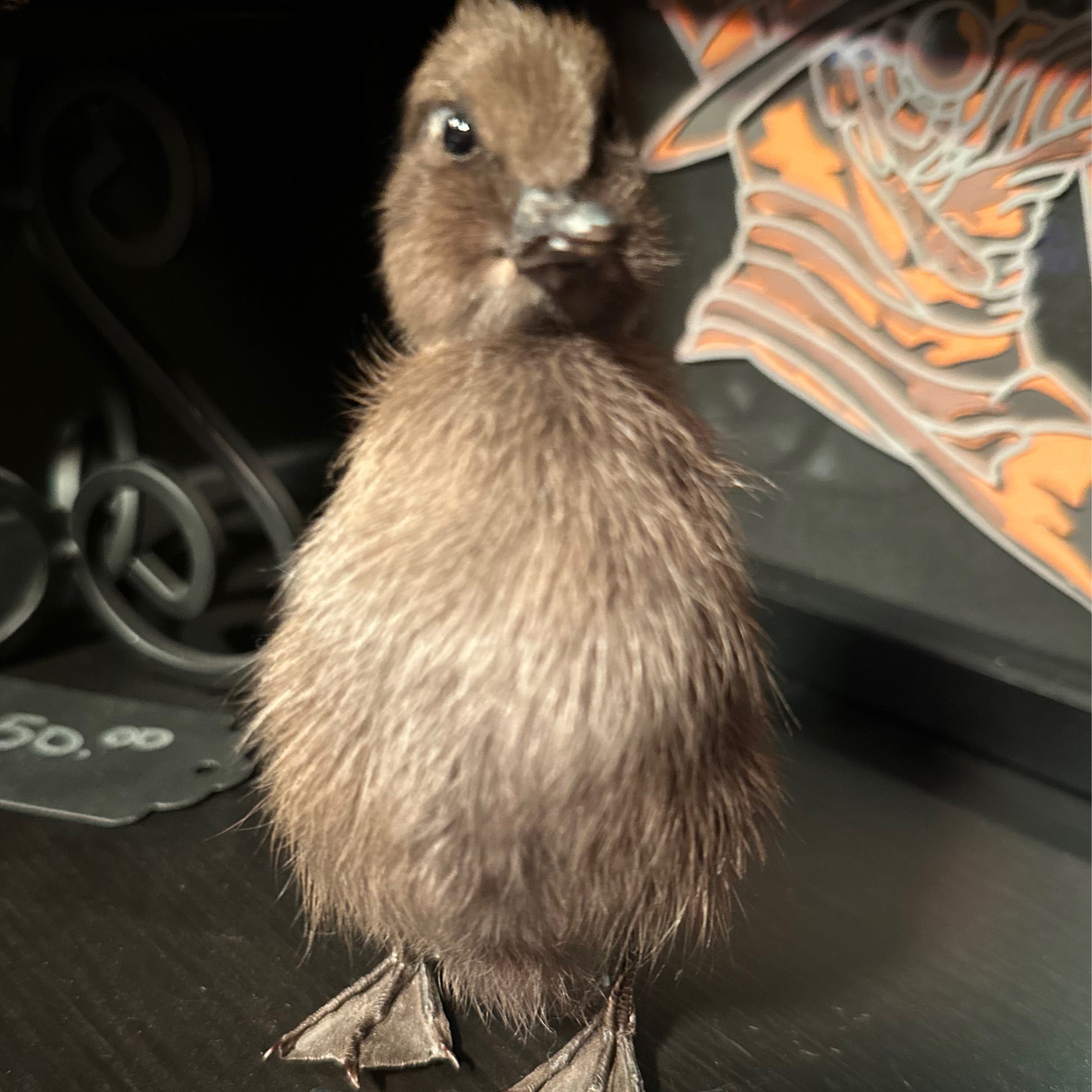 Taxidermy Duck Head – Natural Curiosity Display