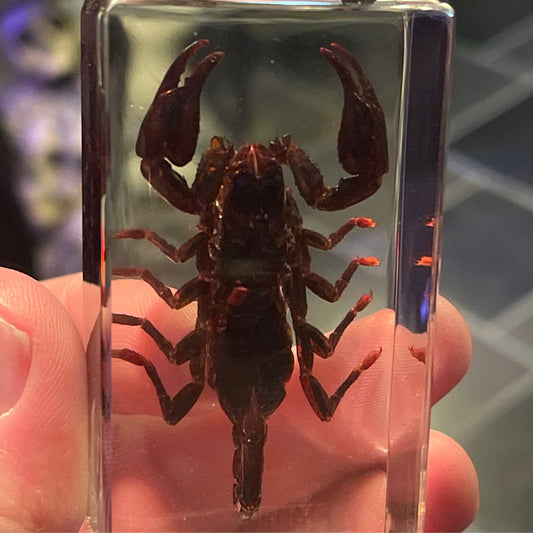 Scorpion in Lucite – Preserved Specimen