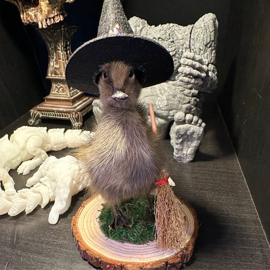 Witch Duck Taxidermy Curiosity