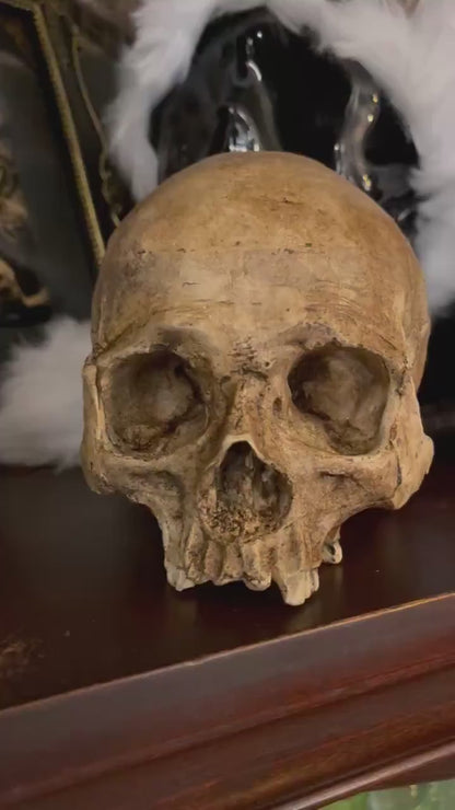 Human Skull Replica