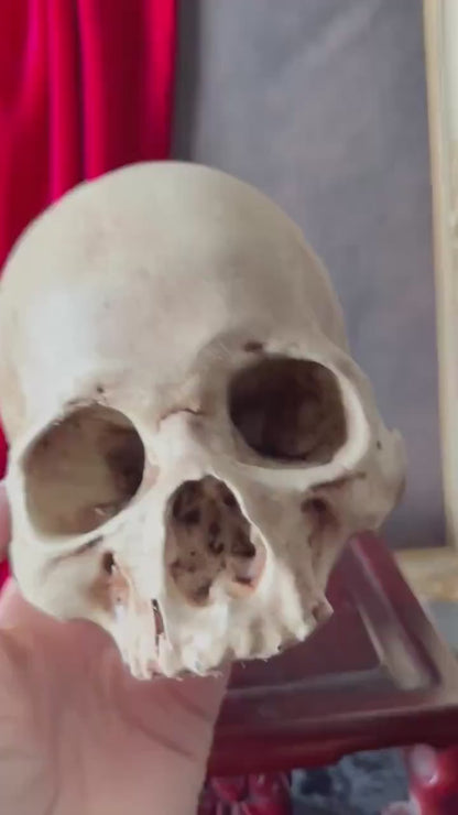 Juvenile Human Skull Replica | Anatomical Skull Reproduction | Gothic Oddity Decor | Curiosity Cabinet Display | Handmade