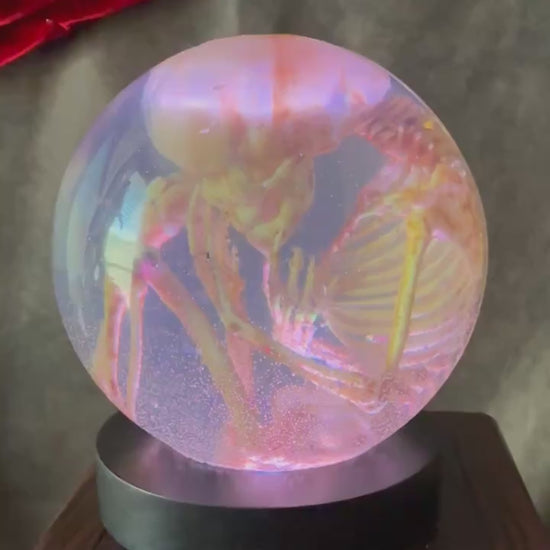 Fetal Skeleton Replica Dome video