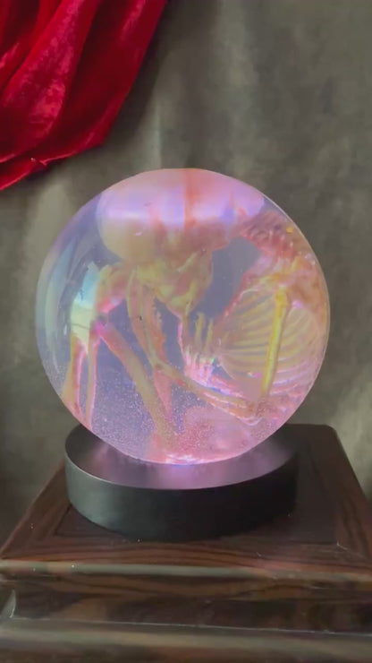 Fetal Skeleton Replica Dome video