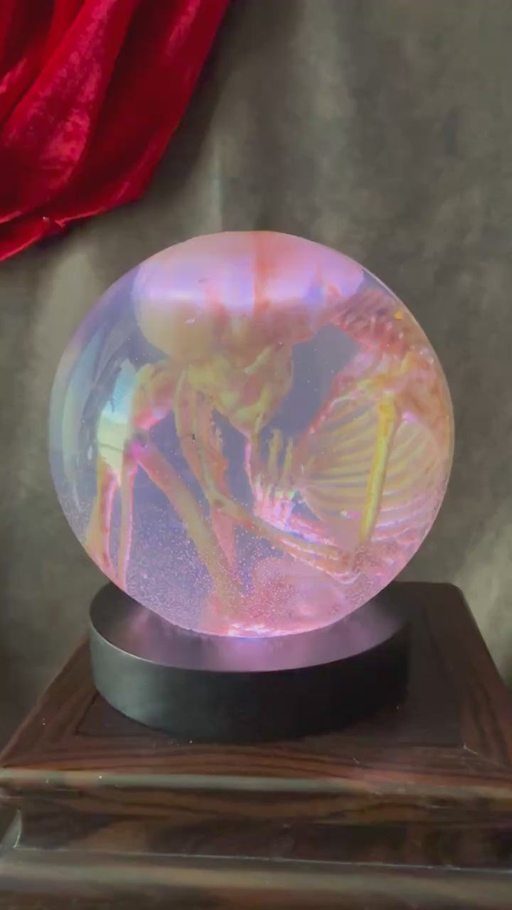 Fetal Skeleton Replica Dome video