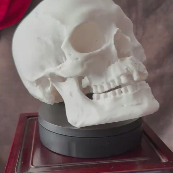 Battle Damaged Human Skull video