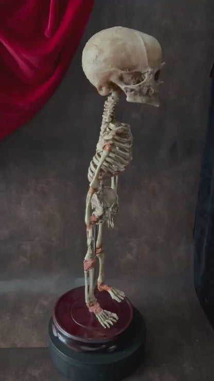 Cyclops Fetal Skeleton | Gothic Curiosity Specimen | Dark Oddities Decor