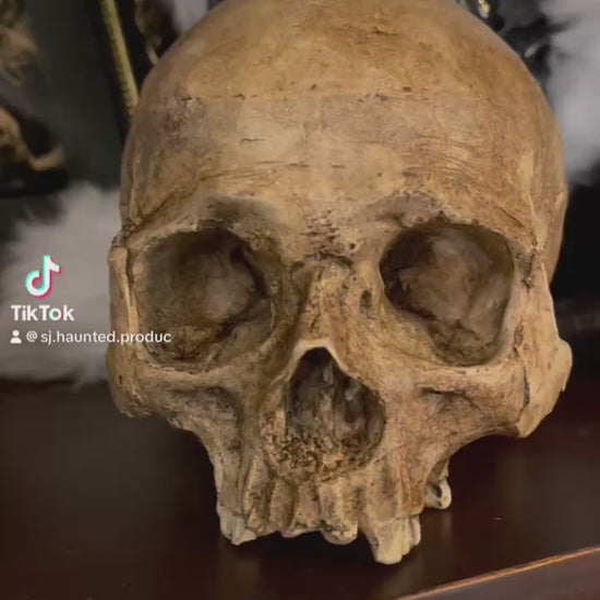 Human skull replica video