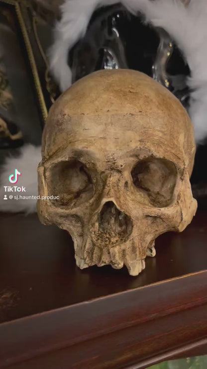 Human skull replica video