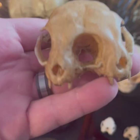 Conjoined cat skull for curiosities cabinet video