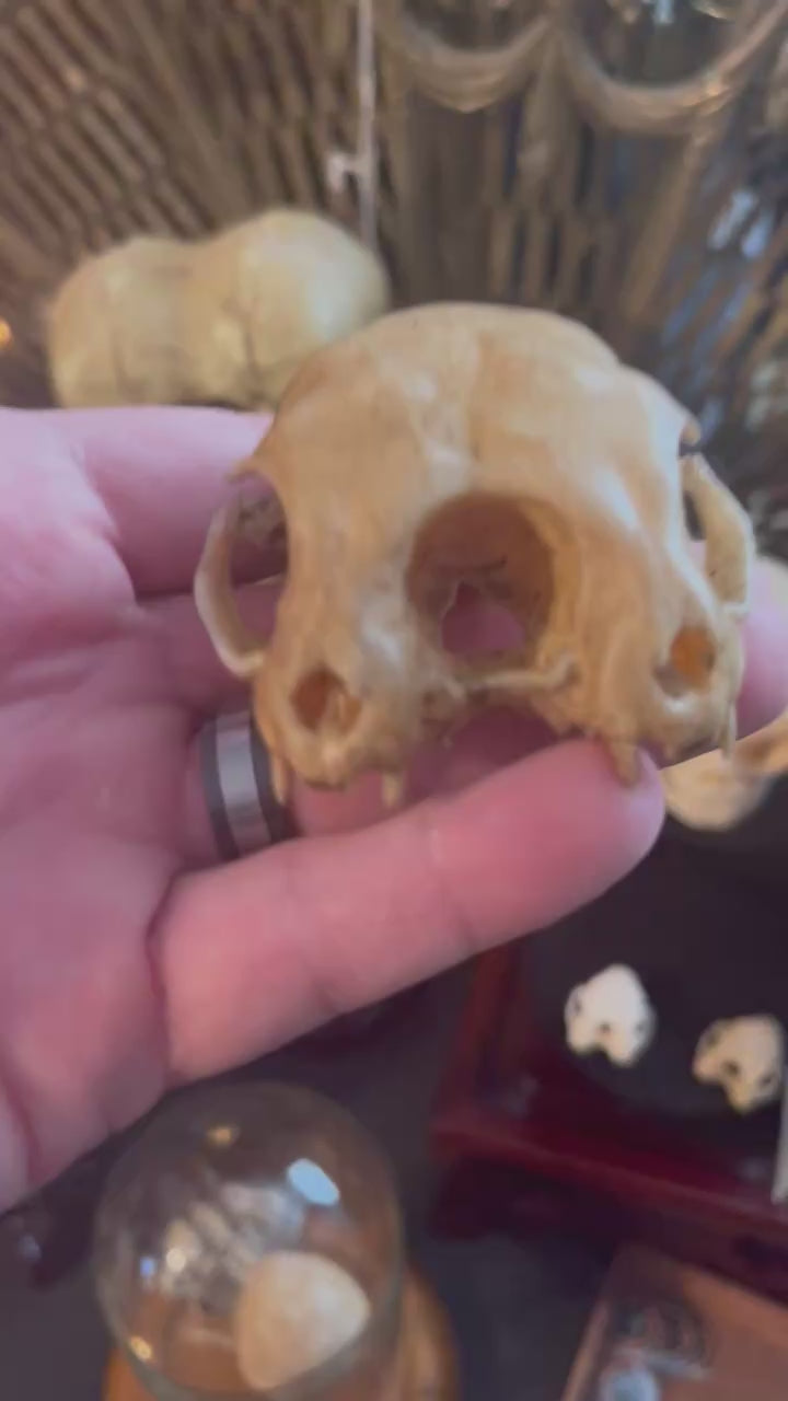 Conjoined cat skull for curiosities cabinet video