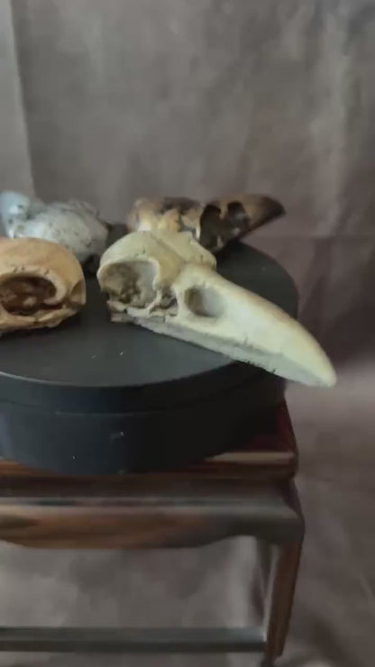 Crow skull